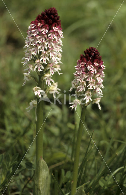 Aangebrande orchis (Neotinea ustulata)