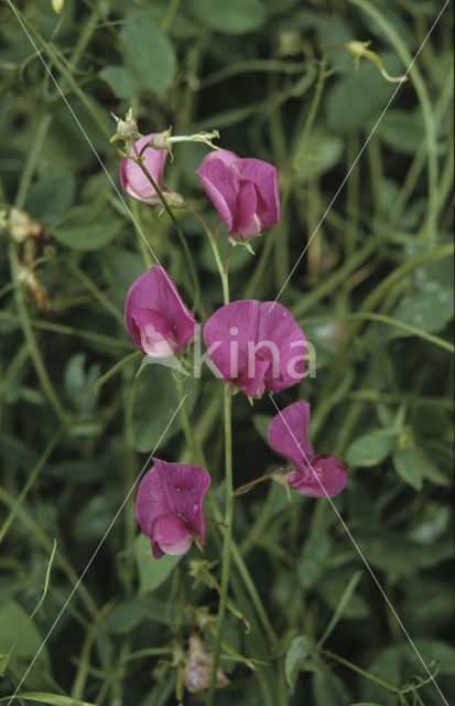 Tuberous Pea (Lathyrus tuberosus)