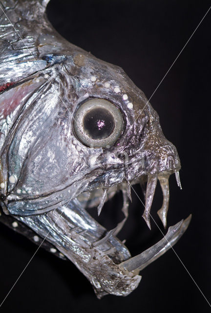 Sloane’s viperfish (Chauliodus sloani)