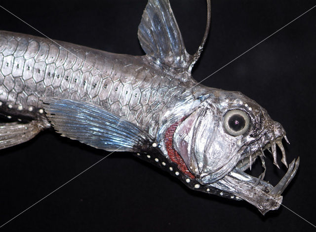 Sloane’s viperfish (Chauliodus sloani)