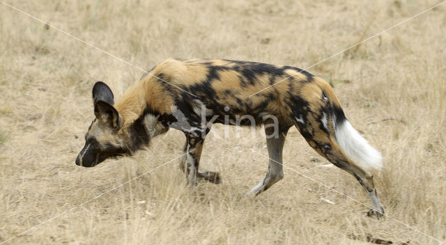 Afrikaanse Wilde hond (Lycaon pictus)