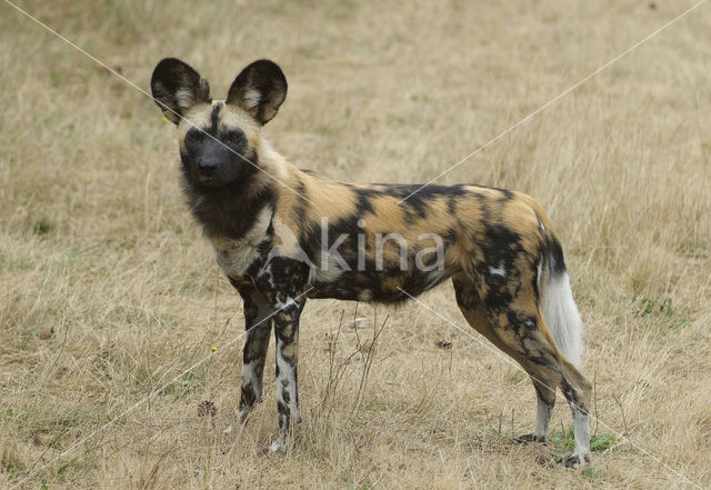 Afrikaanse Wilde hond (Lycaon pictus)