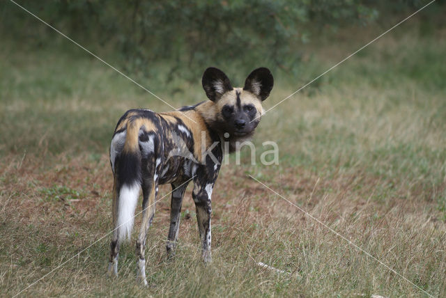 Afrikaanse Wilde hond (Lycaon pictus)