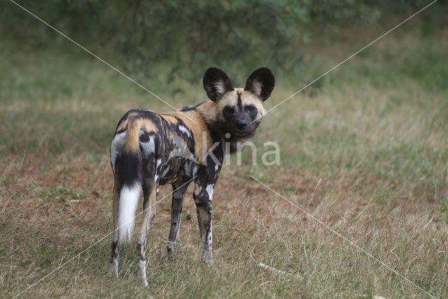 African wild dog (Lycaon pictus)