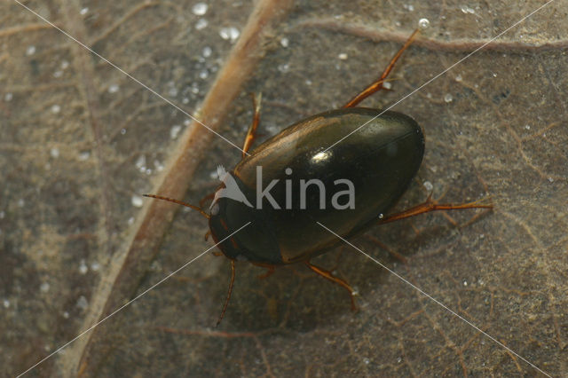 Agabus uliginosus