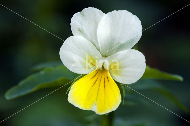 Field Pansy (Viola arvensis)