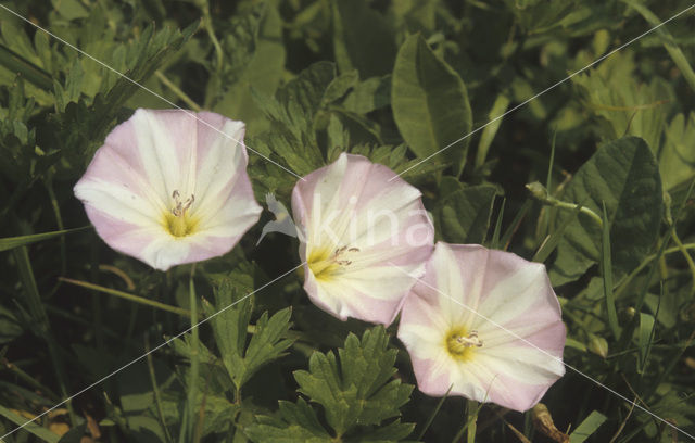Field Bindweed (Convolvulus arvensis)