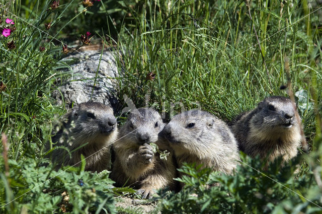 Alpine Marmot (Marmota marmota)