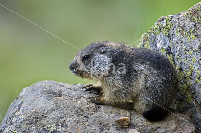 Alpenmarmot