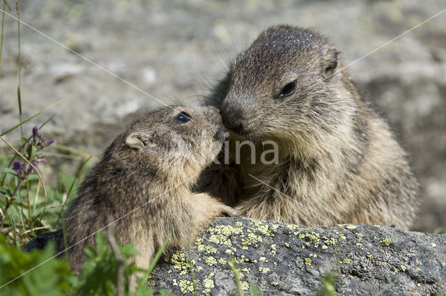 Alpine Marmot (Marmota marmota)