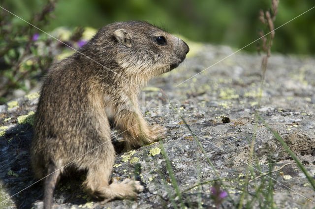 Alpine Marmot (Marmota marmota)