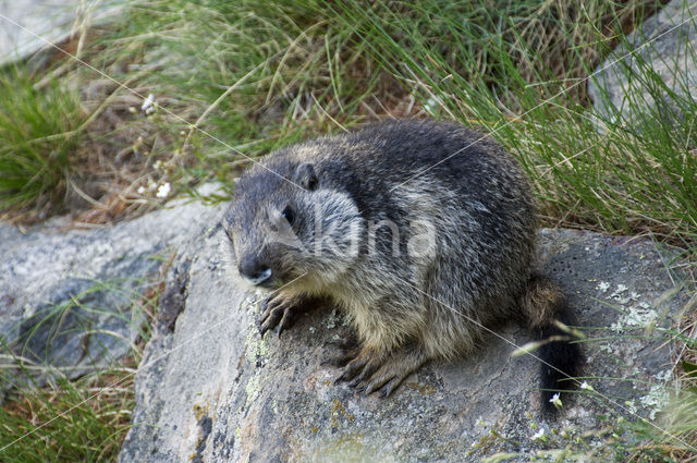 Alpine Marmot (Marmota marmota)