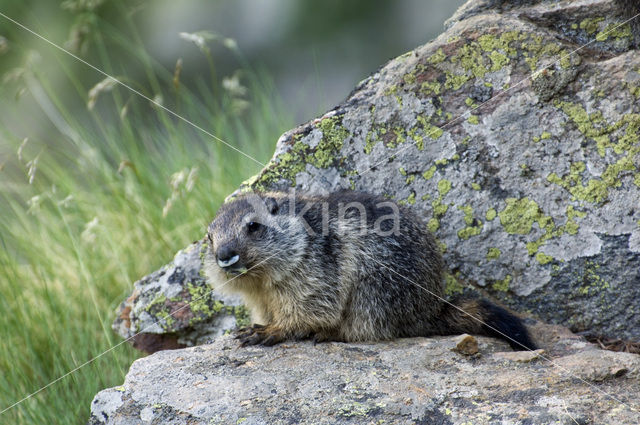 Alpine Marmot (Marmota marmota)