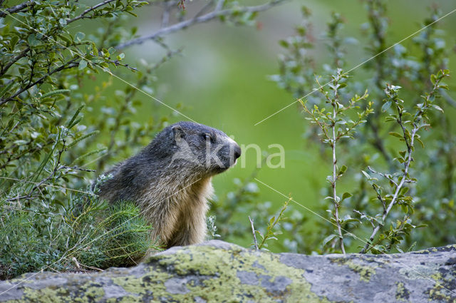 Alpine Marmot (Marmota marmota)