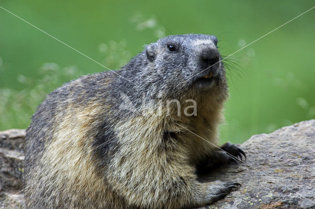 Alpine Marmot (Marmota marmota)