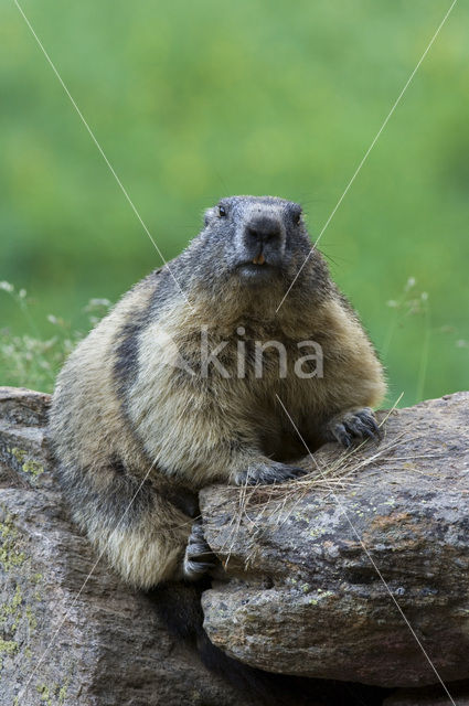 Alpine Marmot (Marmota marmota)