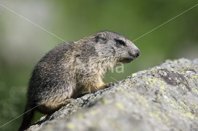 Alpine Marmot (Marmota marmota)