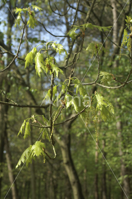 Red Oak (Quercus rubra)