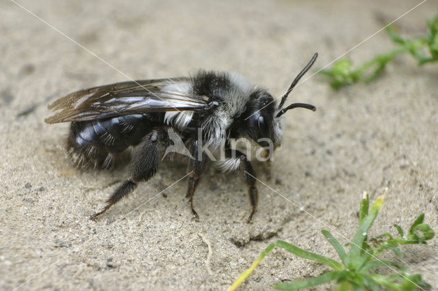 Asbij (Andrena cineraria)