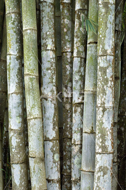 Bamboe (Bambusa spec.)