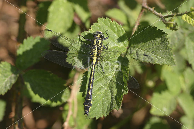 Beekrombout (Gomphus vulgatissimus)