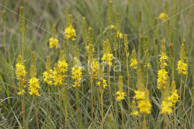 Bog Asphodel (Narthecium ossifragum)