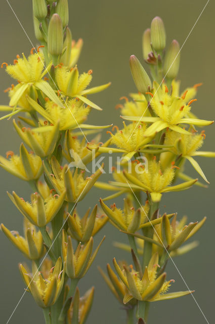 Bog Asphodel (Narthecium ossifragum)
