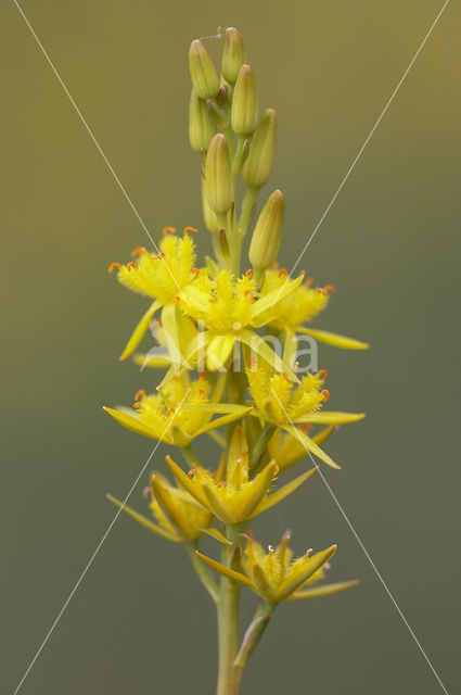 Bog Asphodel (Narthecium ossifragum)