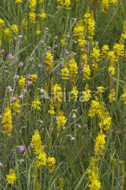Bog Asphodel (Narthecium ossifragum)