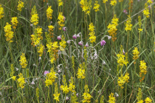 Bog Asphodel (Narthecium ossifragum)