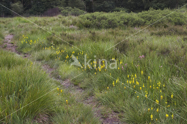 Bog Asphodel (Narthecium ossifragum)