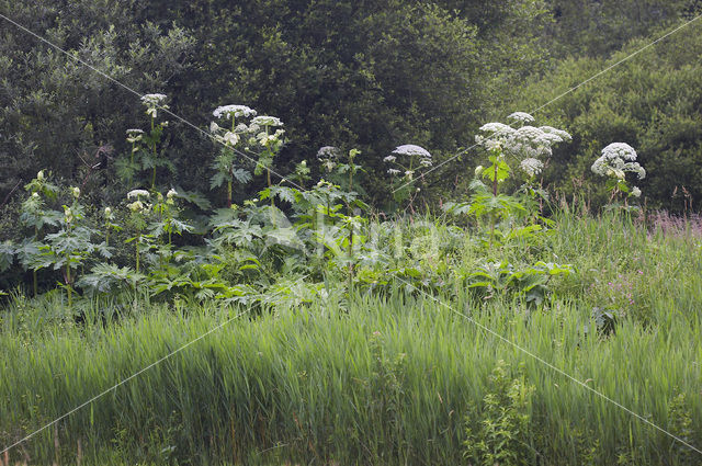 Giant Hogweed (Heracleum mantegazzianum)