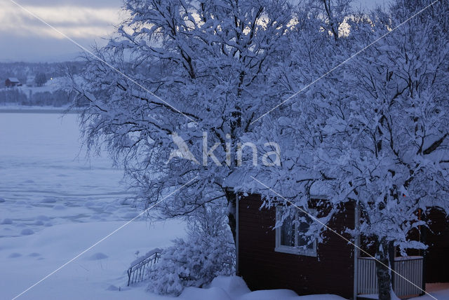 Birch (Betula)