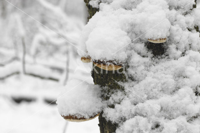 Birch polypore (Piptoporus betulinus)