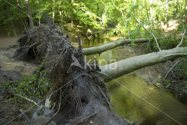 Beuk (Fagus sylvatica)