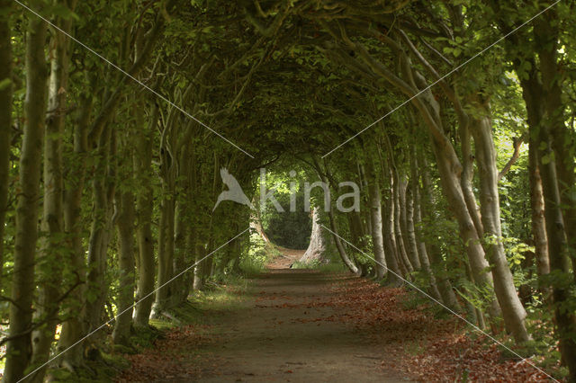 Beech (Fagus sylvatica)