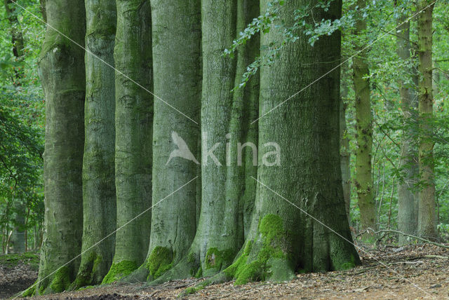 Beech (Fagus sylvatica)