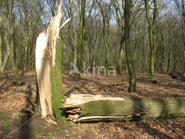 Beech (Fagus sylvatica)