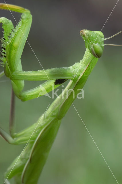 praying mantis (Mantis religiosa)