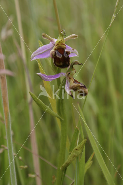 Bee Orchid (Ophrys apifera)