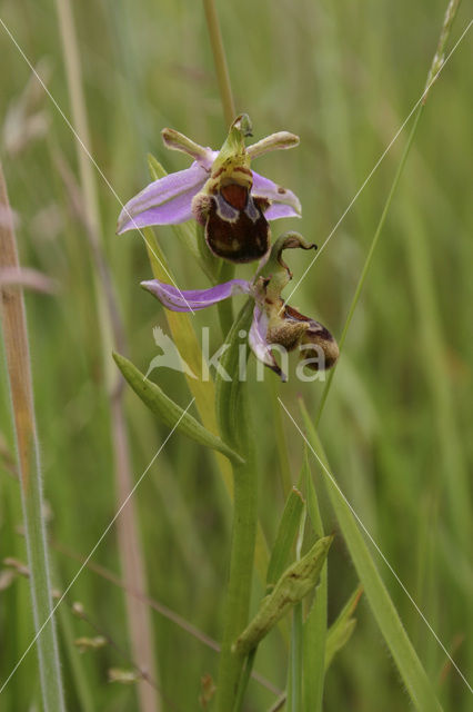 Bijenorchis (Ophrys apifera)