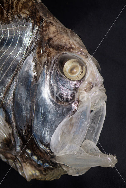 Half-naked hatchetfish (Argyropelecus hemigymnus)