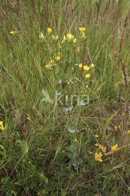 Yellow-wort (Blackstonia perfoliata)
