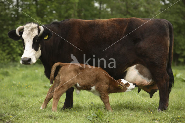 Cow (Bos domesticus)