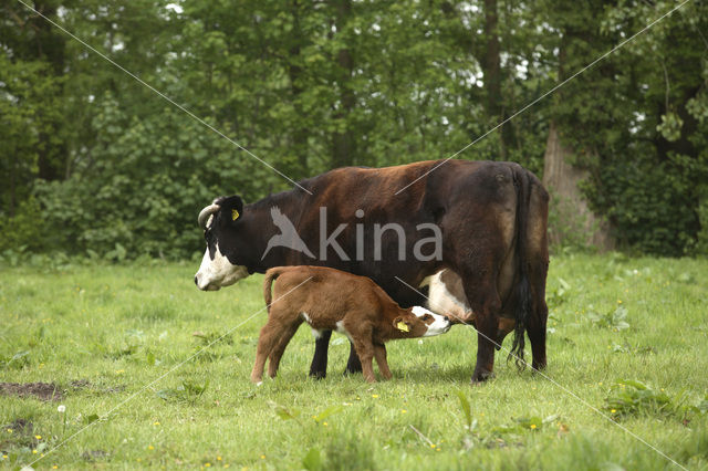 Blaarkop Koe (Bos domesticus)