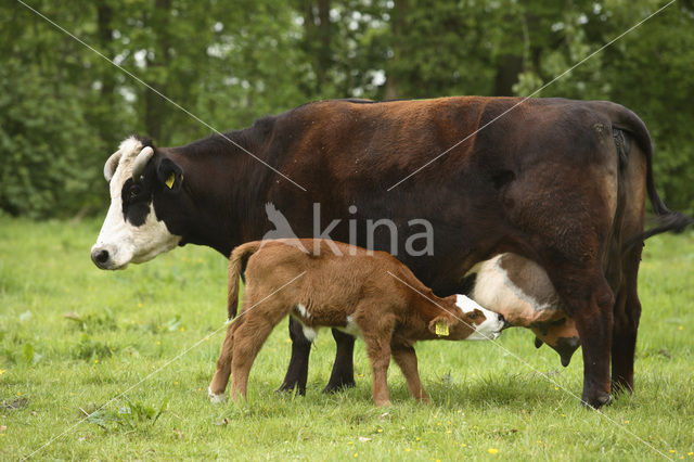 Cow (Bos domesticus)