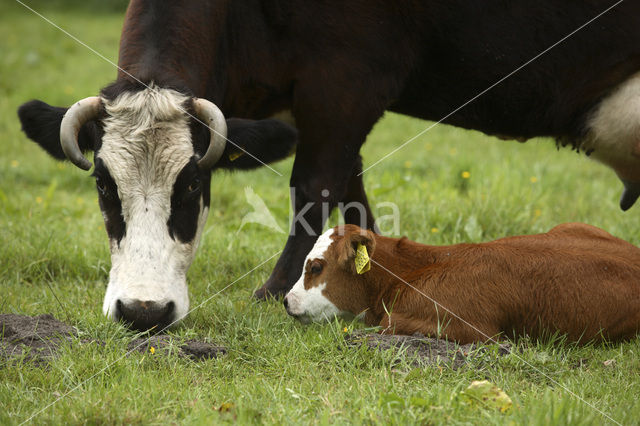 Cow (Bos domesticus)