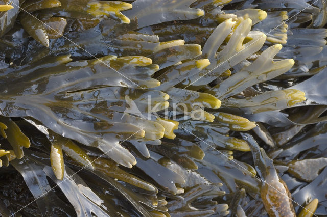 Blaaswier (Fucus vesiculosus)