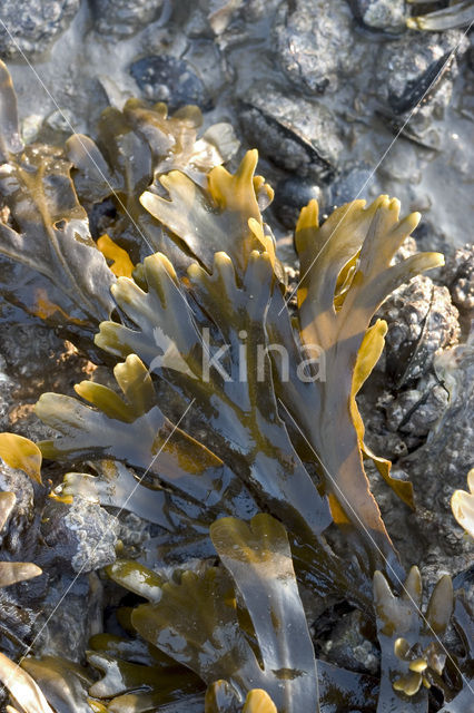 Blaaswier (Fucus vesiculosus)