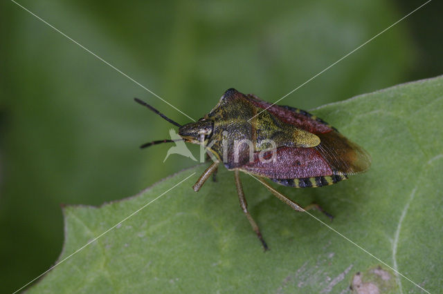 Black-shouldered Shield Bug (Carpocoris purpureipennis)